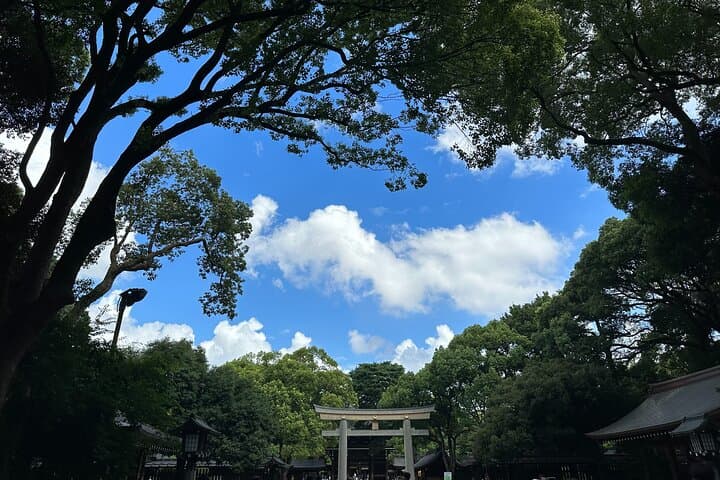 Tokyo Meiji Jingu Shrine Wellness Tour: Private 3-Hour Forest Bathing & Tea photo 5