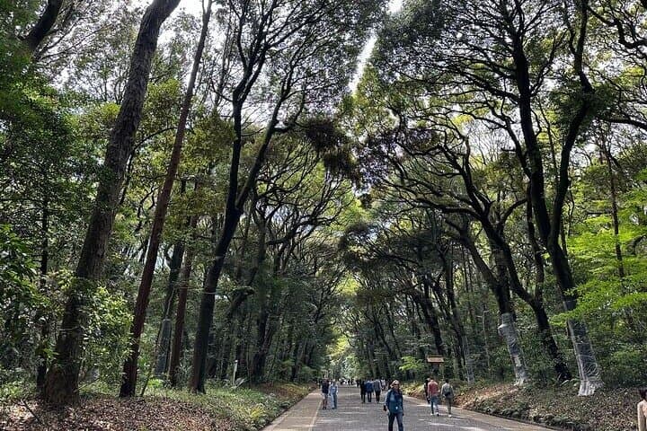 Tokyo Meiji Jingu Shrine Wellness Tour: Private 3-Hour Forest Bathing & Tea photo 6