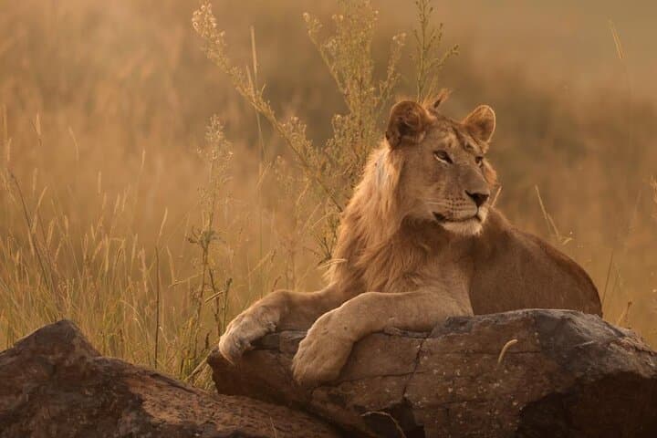 Big 5 Sunset Safari in Hoedspruit: Private Game Drive at Dusk photo 2