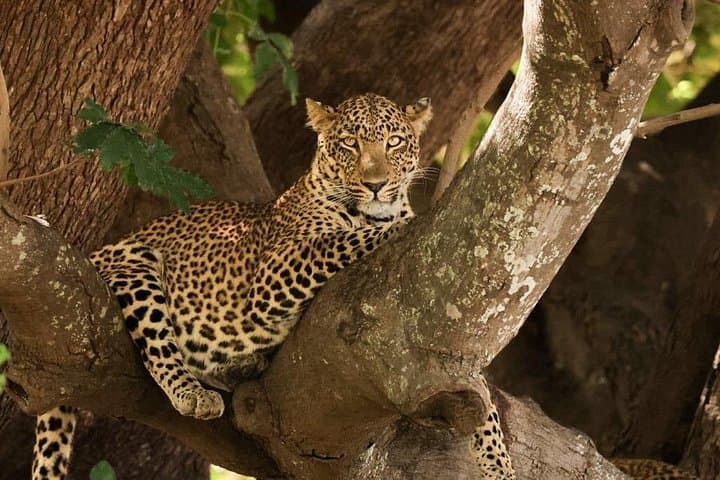 Full-Day Kruger National Park Big Five Safari — Satara Big Five Wildlife Tour photo 2
