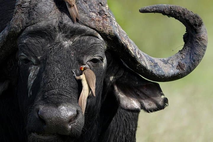 Full-Day Kruger National Park Big Five Safari — Satara Big Five Wildlife Tour photo 3