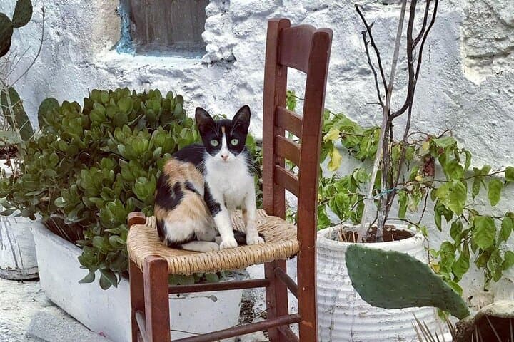 Private Mykonos Tour: Skip the Lines and Experience Authentic Island Life photo 3