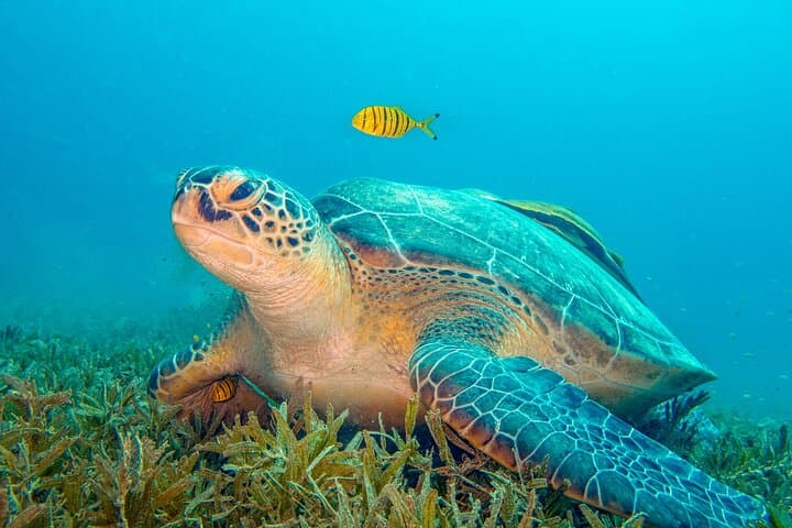Private Scuba Diving Tour in Pissouri Bay — Guided Dives from Limassol photo 5