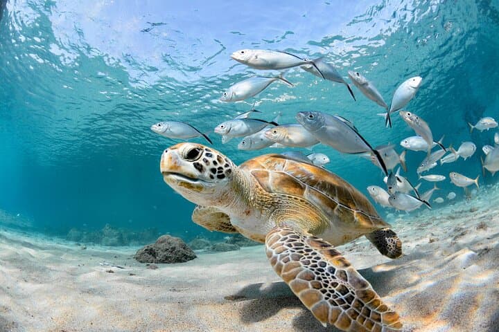 Private Scuba Diving Tour in Pissouri Bay — Guided Dives from Limassol