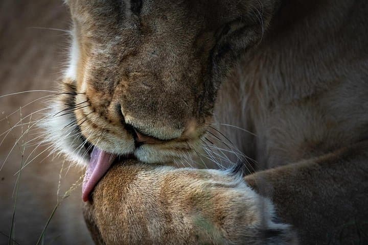 4-Day Private Wilderness Safari from Arusha: Tarangire, Serengeti & Ngorongoro photo 2