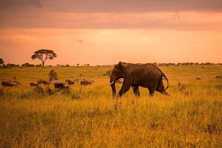 4-Day Private Wilderness Safari from Arusha: Tarangire, Serengeti & Ngorongoro photo 3