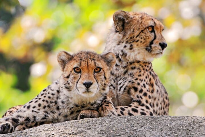 Arusha National Park Day Safari — Walking Safari & Game Drive by Mount Meru photo 2