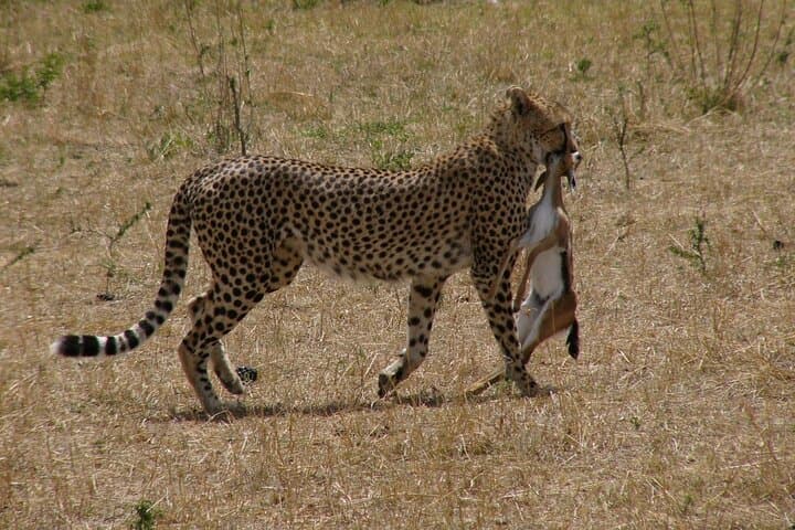 Arusha National Park Day Safari — Walking Safari & Game Drive by Mount Meru photo 3