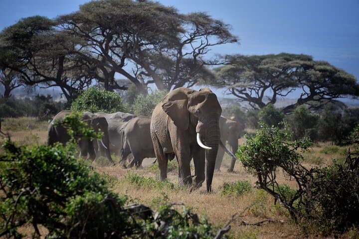 Arusha National Park Day Safari — Walking Safari & Game Drive by Mount Meru photo 4