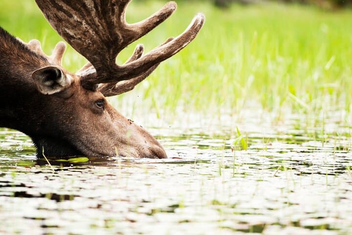 Full-Day Guided Canoe Tour on the Oxtongue River — Algonquin Park