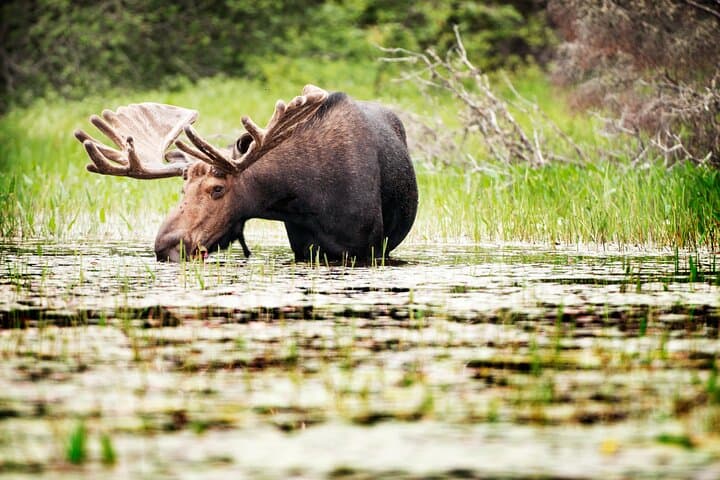 Full-Day Guided Canoe Tour on the Oxtongue River — Algonquin Park photo 4