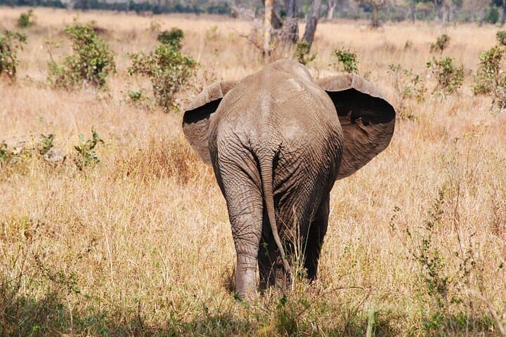 3-Day Ngorongoro Crater Safari: Tarangire, Lake Manyara & Big Five Game Drives photo 3