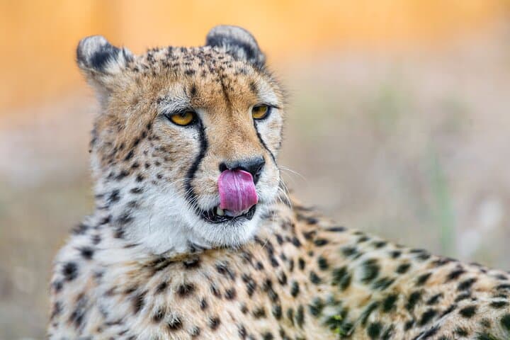 3-Day Ngorongoro Crater Safari: Tarangire, Lake Manyara & Big Five Game Drives photo 4