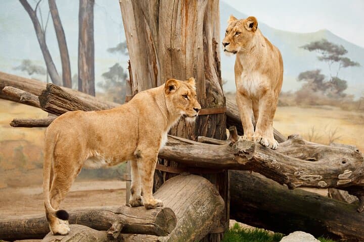 3-Day Midrange Safari: Serengeti Plains & Ngorongoro Crater
