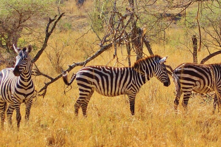 3-Day Midrange Safari: Serengeti Plains & Ngorongoro Crater photo 2