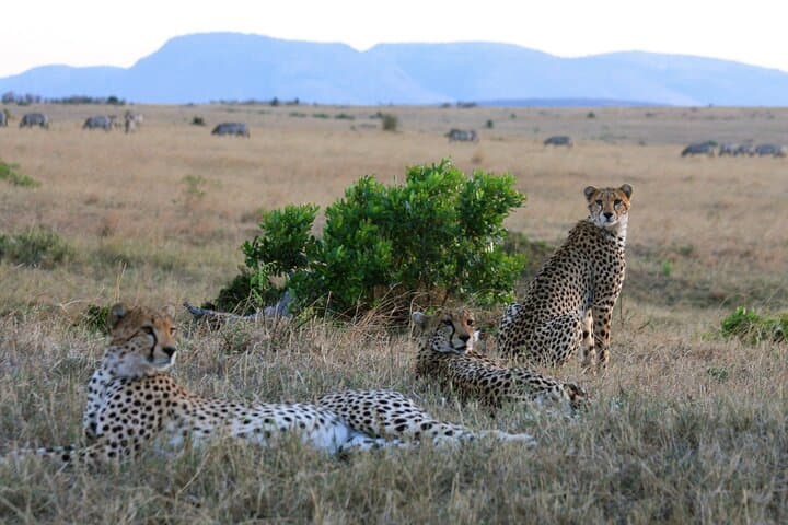 3-Day Midrange Safari: Serengeti Plains & Ngorongoro Crater photo 3