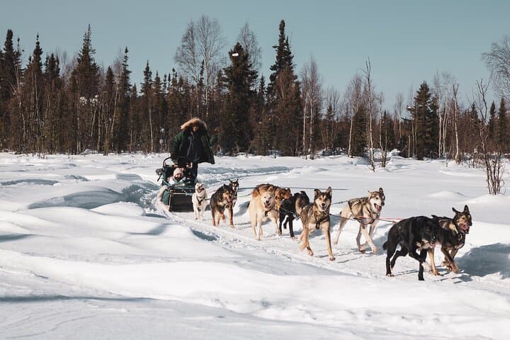 Private Dog Sledding on the Yukon Quest Trail near Fairbanks photo 6