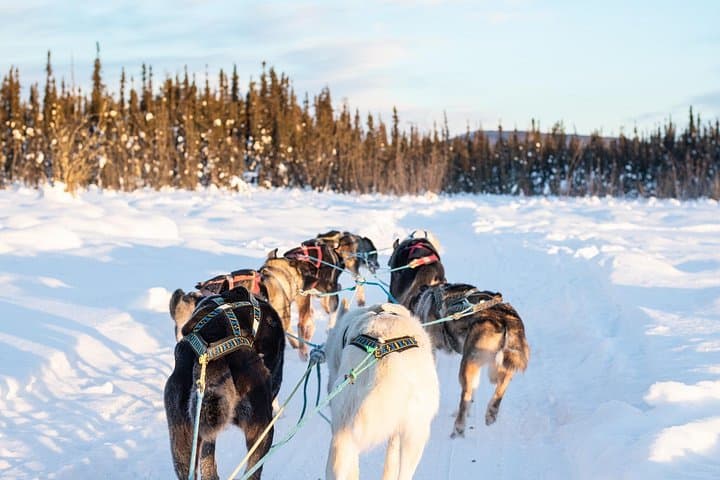 Private Dog Sledding on the Yukon Quest Trail near Fairbanks photo 5