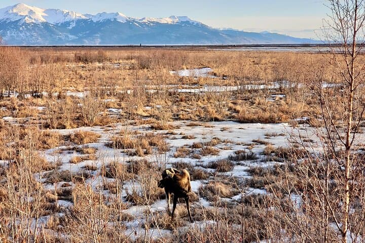 Escaping Anchorage: Spring Wildlife Tour to Alaska Wildlife Conservation Center photo 4
