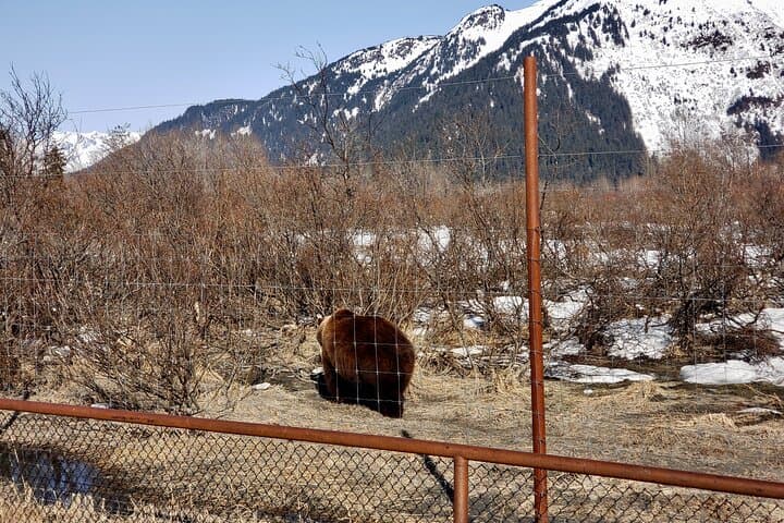 Escaping Anchorage: Spring Wildlife Tour to Alaska Wildlife Conservation Center photo 6