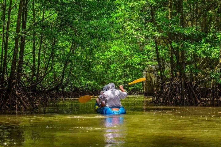 Paddle the Mangrove Labyrinth: Damas Island Kayak Tour from Manuel Antonio