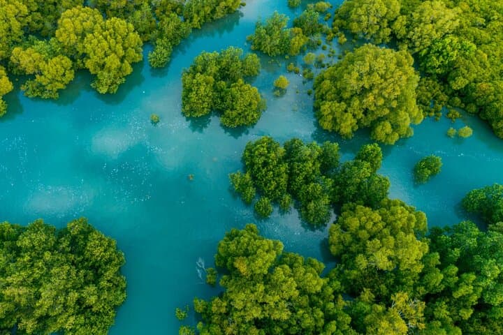 Damas Island Mangrove Boat Tour from Manuel Antonio — Wildlife & Tidal Channels