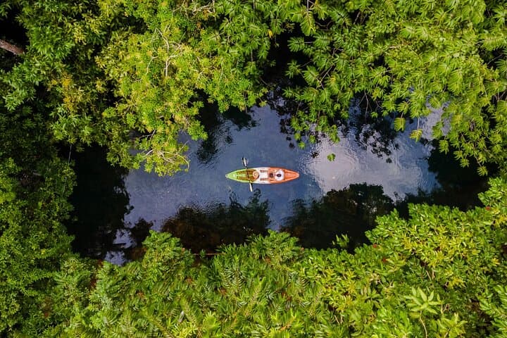 Paddle the Mangrove Labyrinth: Damas Island Kayak Tour from Manuel Antonio photo 6