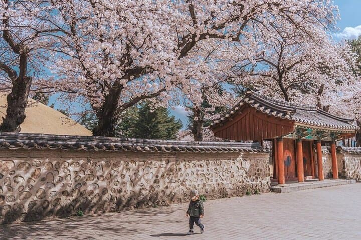 Gyeongju Cherry Blossom Day Trip from Seoul: Bomun Lake, Hwangnyongwon & Hwangridan-gil photo 3