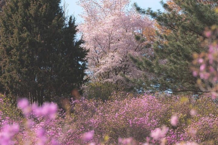 Ganghwa Spring Flowers & Seaside Railbike Day Tour from Seoul photo 2