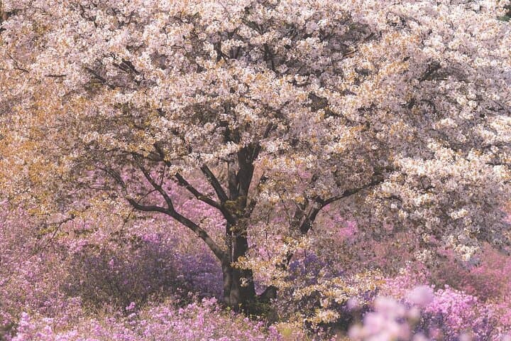 Ganghwa Spring Flowers & Seaside Railbike Day Tour from Seoul