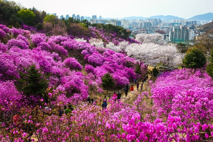 Ganghwa Spring Flowers & Seaside Railbike Day Tour from Seoul photo 3