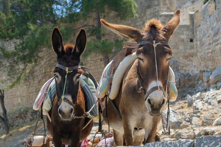 Rhodes in a Day: Lindos, Old Town & Local Tastes Shore Excursion photo 6