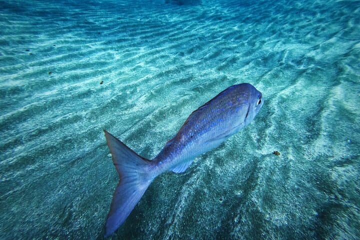 Learn Scuba Diving in Tenerife: 2–3 Day Open Water Course with Photos photo 6