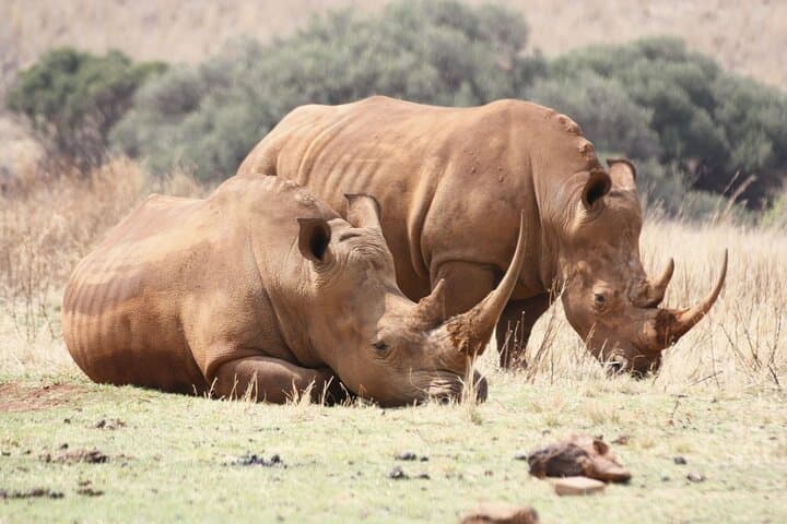 Rhino and Lion Nature Reserve Safari: Open Truck Game Drive Near Johannesburg photo 2