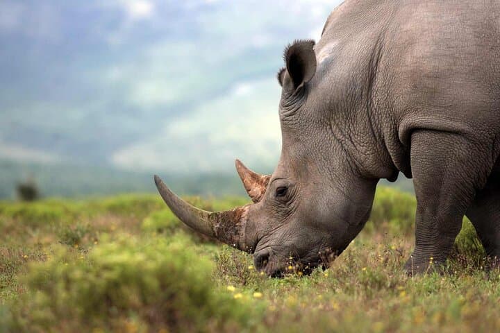 Rhino and Lion Nature Reserve Safari: Open Truck Game Drive Near Johannesburg photo 3