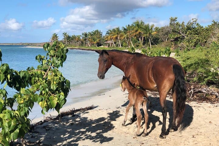 Vieques Island Rich History & Sun Bay Beach Tour — Beaches, Culture, Practical Tips photo 2