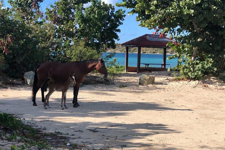 Vieques Island Rich History & Sun Bay Beach Tour — Beaches, Culture, Practical Tips