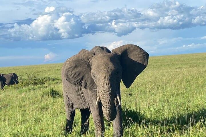 Three-Day Private Safari to Maasai Mara: Big Five Game Drives & Camp Stays photo 4