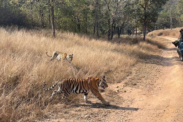 Private Tiger Watching Safari in Panna National Park — From Khajuraho