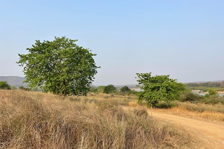 Private Tiger Watching Safari in Panna National Park — From Khajuraho photo 2