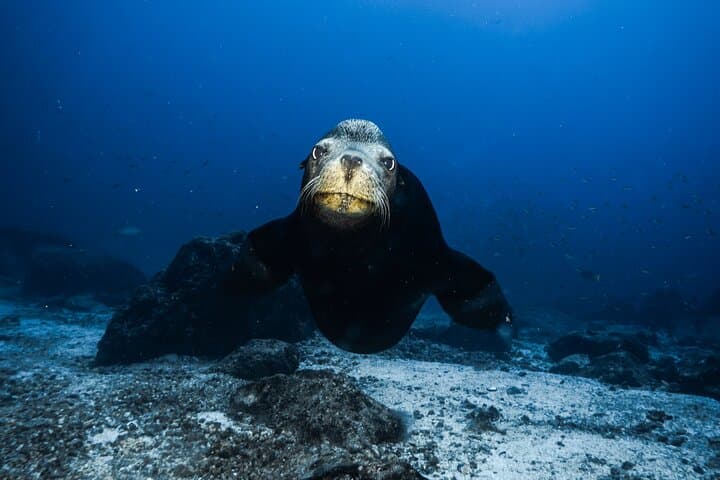 Private Full-Day Scuba Diving at Espíritu Santo Island from La Paz photo 4