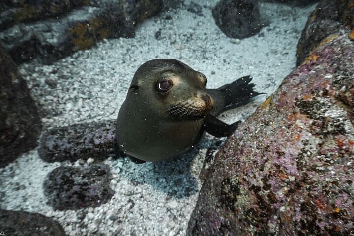 Private Full-Day Scuba Diving at Espíritu Santo Island from La Paz photo 6
