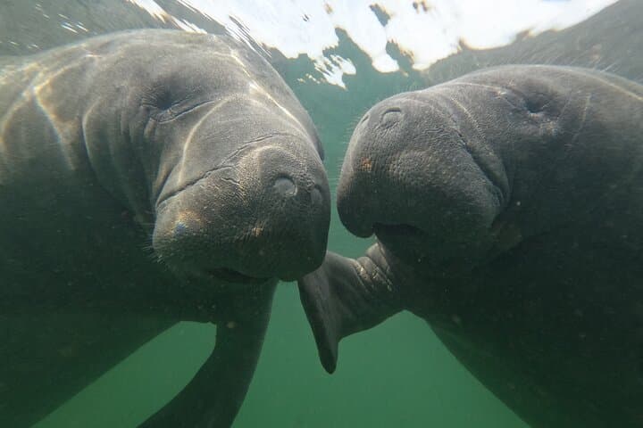 All-Inclusive Private Manatee Swim in Crystal River — Guided Manatee Snorkel photo 5