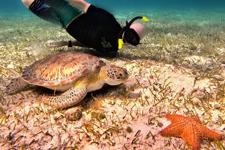 Cozumel Turtle Sanctuary Catamaran: 4-Hour Snorkel to El Cielo & Cielito photo 4