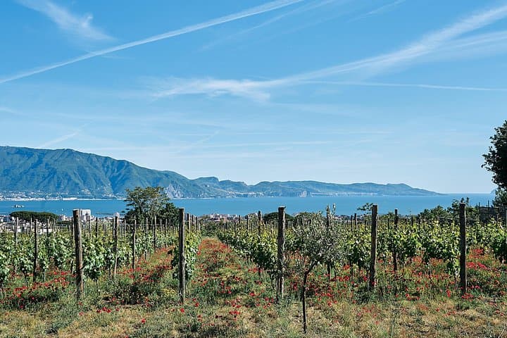 Pompeii and Vesuvius Private Tour with Wine Tasting — Archaeology, Volcano Vines & Bay Views photo 1