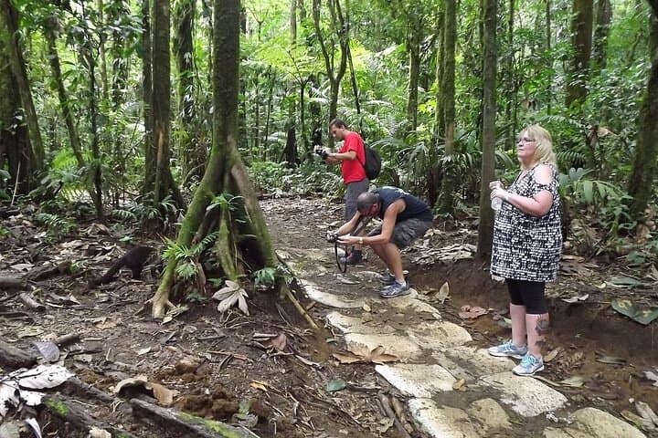 Rio Celeste Waterfall & Sloth Encounter Tour — Tenorio National Park Day Trip photo 6