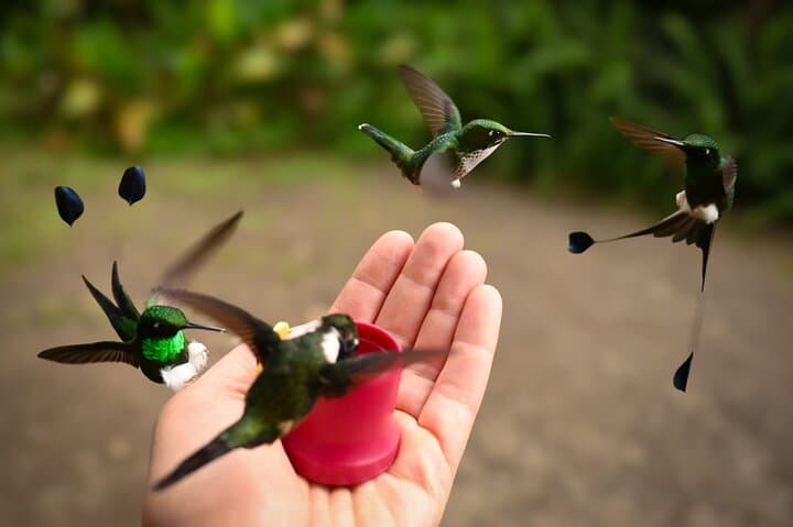 Mindo Cloud Forest Private Tour — Chocolate, Coffee & Birdwatching from Quito photo 2