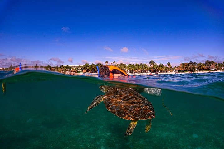 Private Akumal Turtle Snorkel — Swim with Sea Turtles in the Riviera Maya photo 2