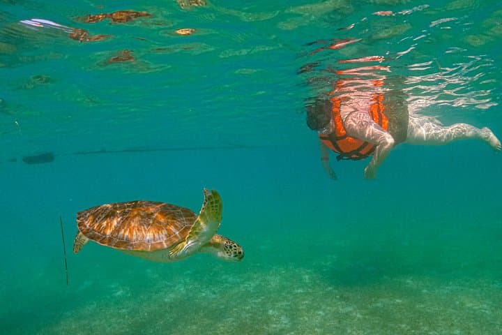 Private Akumal Turtle Snorkel — Swim with Sea Turtles in the Riviera Maya photo 3