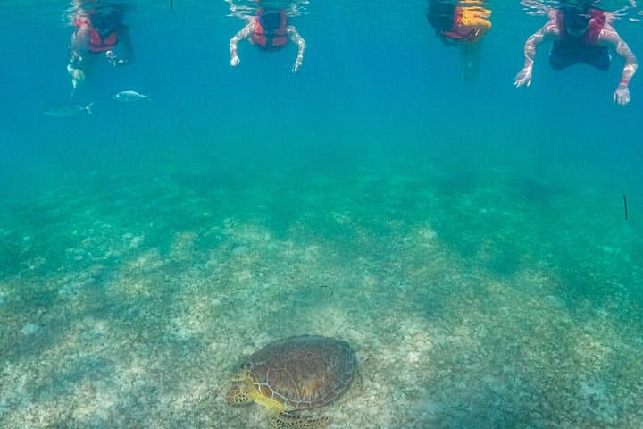 Private Akumal Turtle Snorkel — Swim with Sea Turtles in the Riviera Maya photo 4